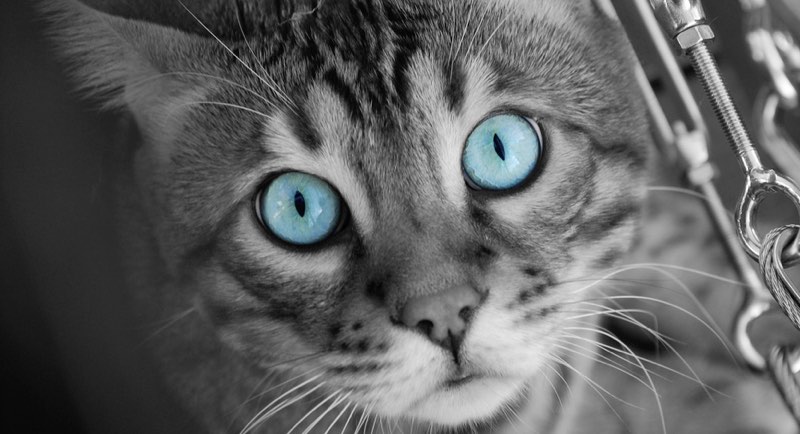 Cat with blue eyes - selective color photography