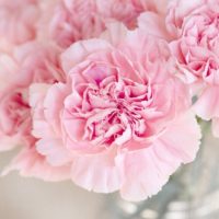 Pink Carnation - flower