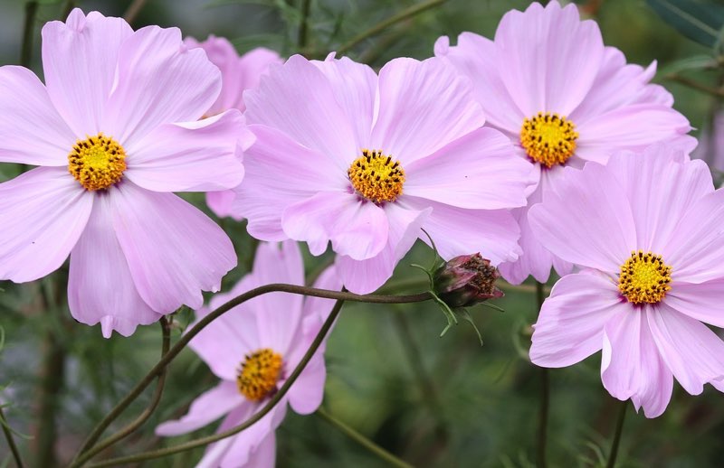 Pink Cosmea flowers