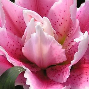 Pink Lilies Closeup