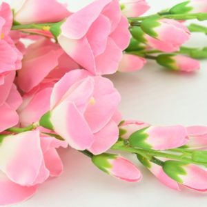 Pink of Spring