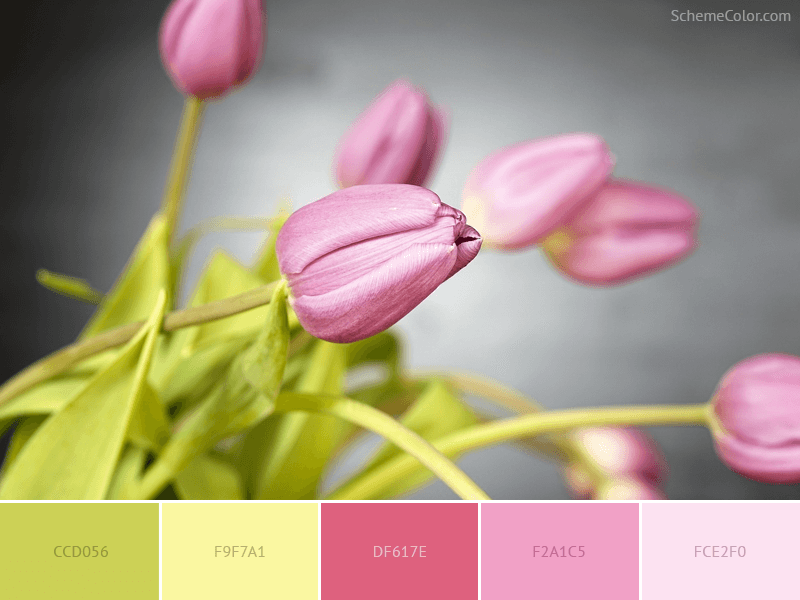 Pink Tulip - color scheme with color code
