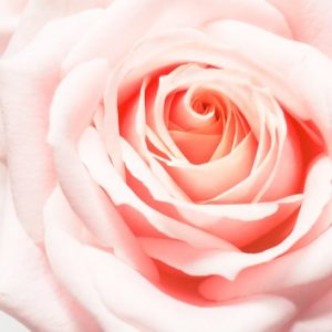Pinkest of roses