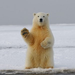 Polar Bear on Snow