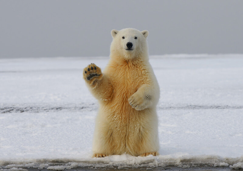Polar Bear on Snow