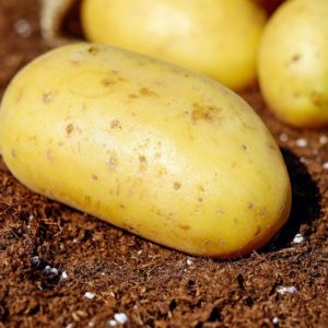 Potato Grounded