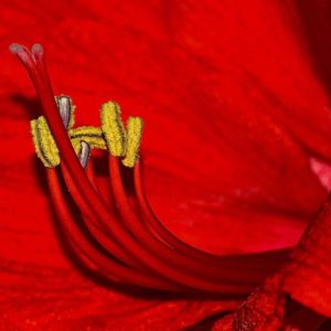 Red Amarllis flower