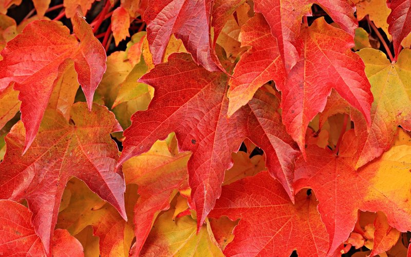 Bright red colored autumn maple leaves