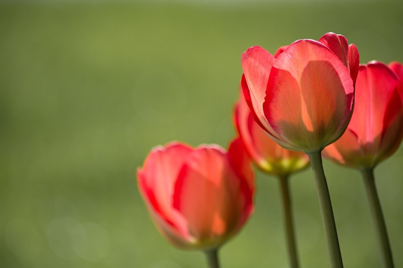 Red Tulips and Green