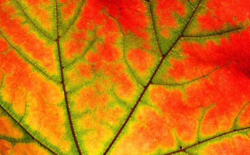Red, yellow and green leaf