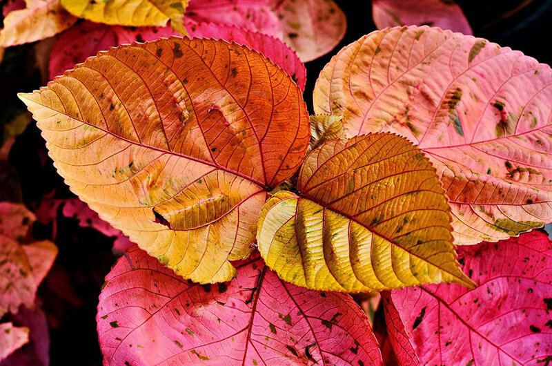Red Yellow Leaves