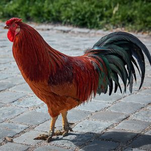 Reddish and Blackish Rooster