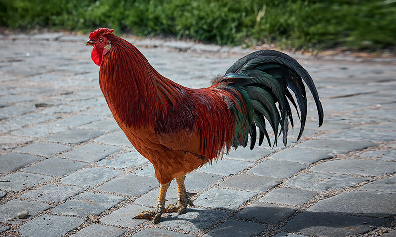 Reddish and Blackish Rooster