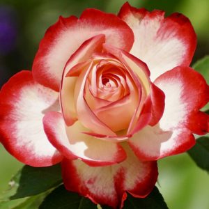 Rose Bicolored Flower