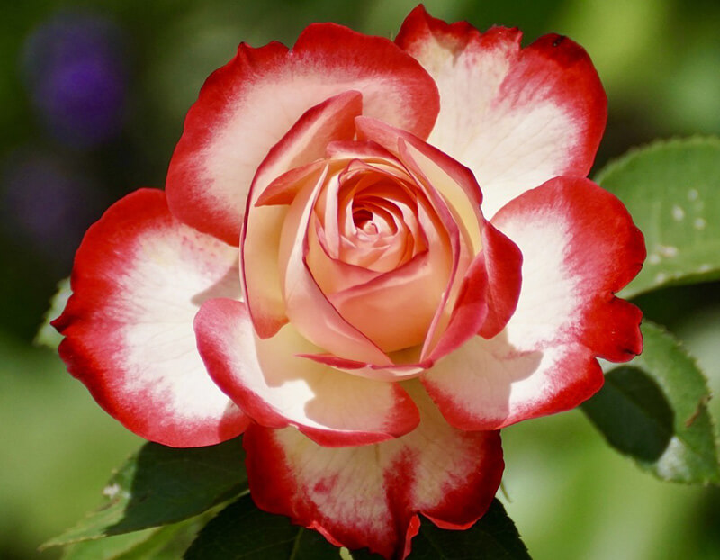 Rose Bicolored Flower