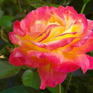 Rose on fire - Pink and yellow rose