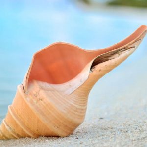 Seashell on Shore