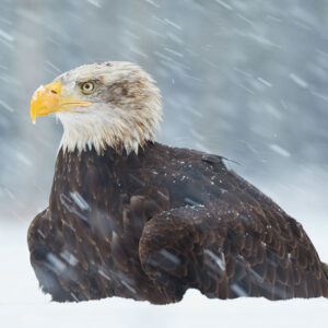 Snowy Eagle - Image