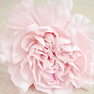 Soft Pink Carnation