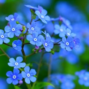 Spring Flowers Are Blue