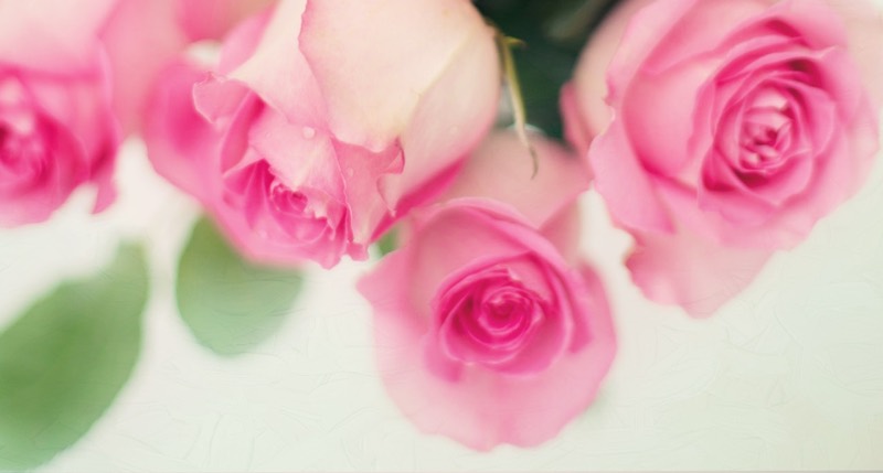 Spring Pink Rose Flower