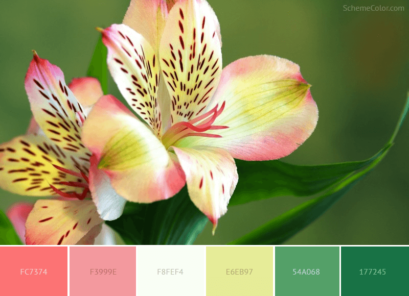 Spring Seeds Flower - color combination with color code