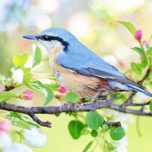 Spring snapshot - blue bird