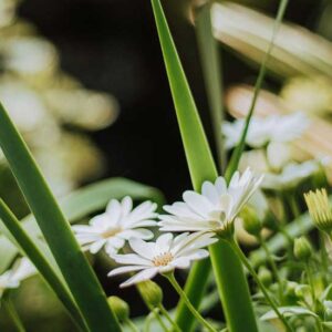 Springtime - Image