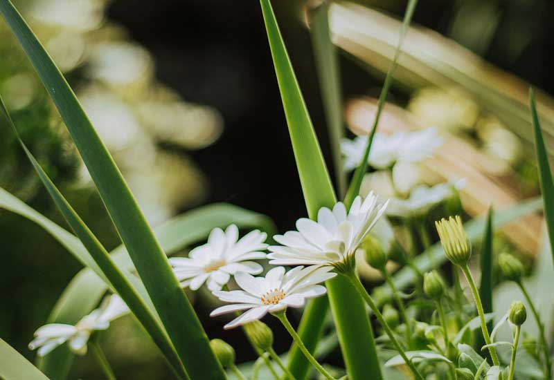 Springtime Image