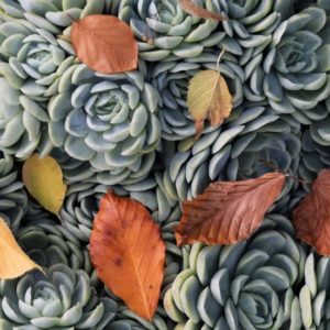 Succulents and autumn leaves