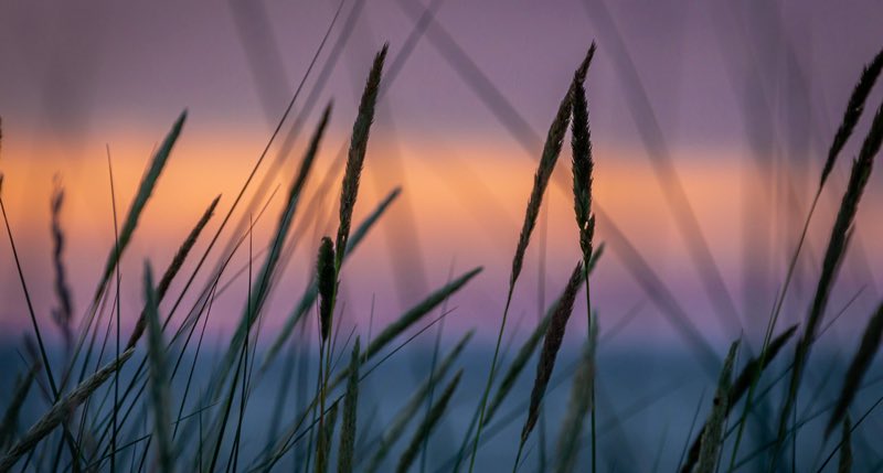 Sunset behind reeds on a lake
