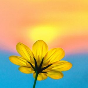Closeup of a flower against a sunset