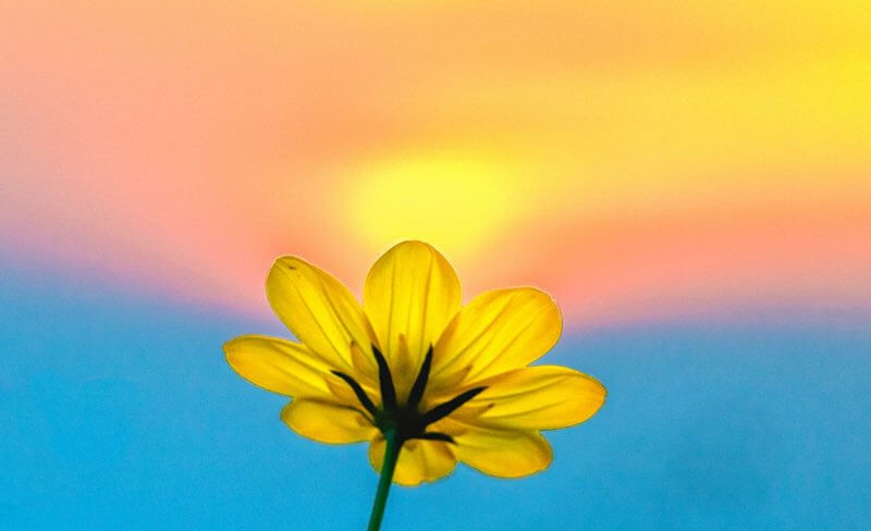 Closeup of a flower against a sunset