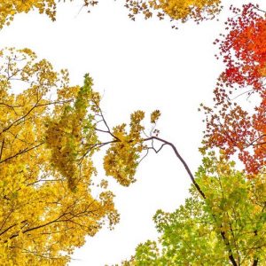 Three Colors of Autumn