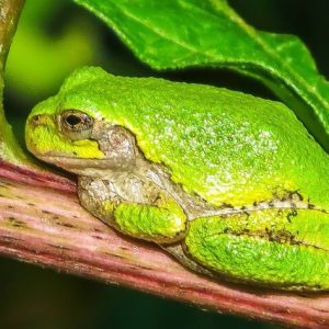 Green frog perched on a branch