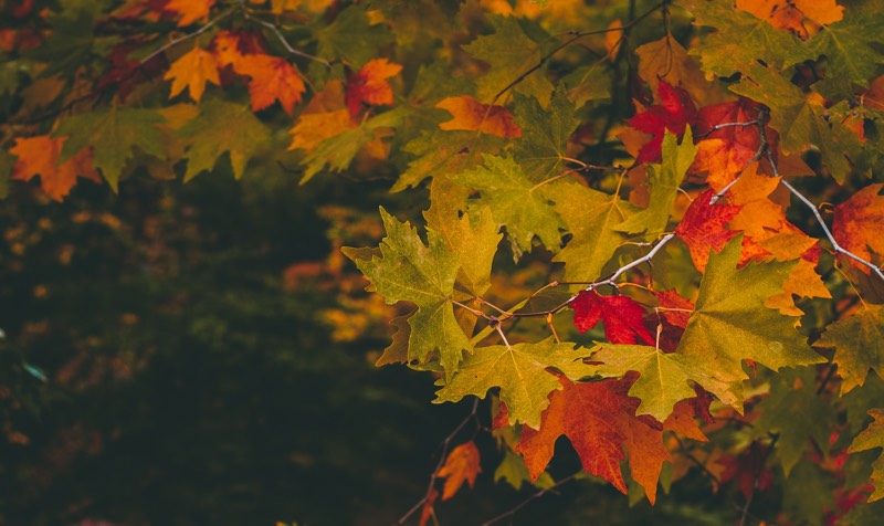 Tree In Autumn Color Scheme » Image » SchemeColor.com
