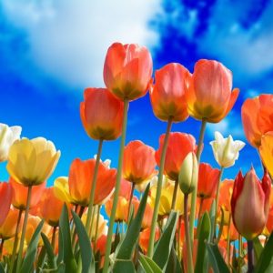 Tulips for spring