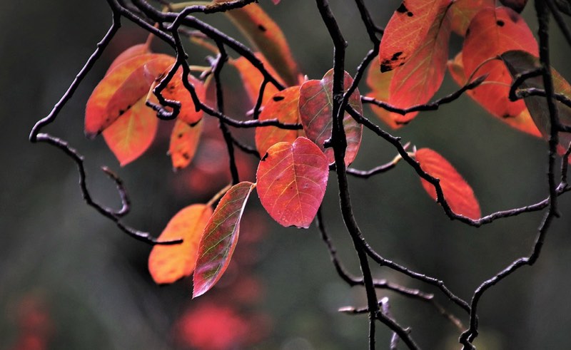Twigs and red leaves
