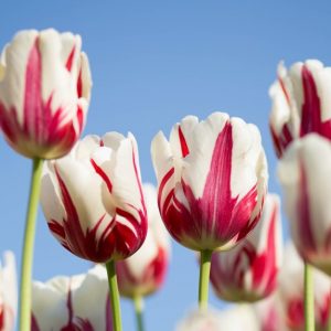 Two-Color Tulips