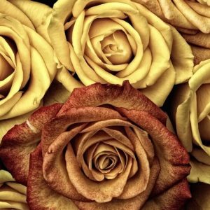 Golden roses for the valentine