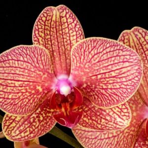 Orchid flowers with veined striations