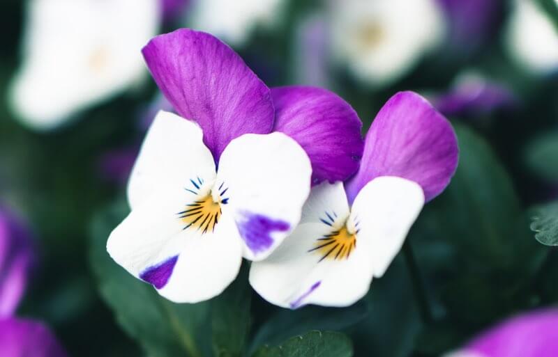 Violet colored pansy flower