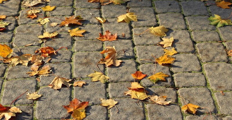 Pavement with autumn colored leaves