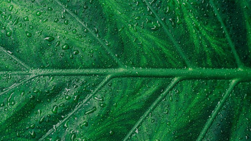 Water Droplets on Green Leaf image color scheme