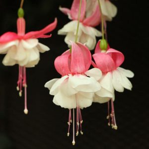 White and pink fuchsia
