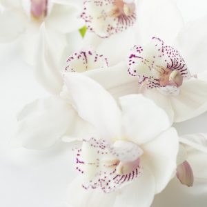White orchids of spring
