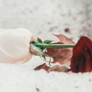 White Rose in the Snow - Image