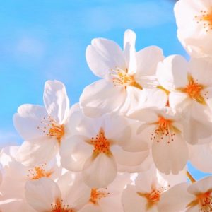 White Spring Flowers