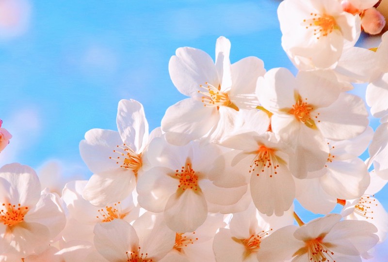 White Spring Flowers