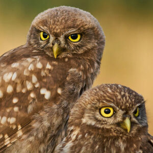 Wildlife Owl - Image
